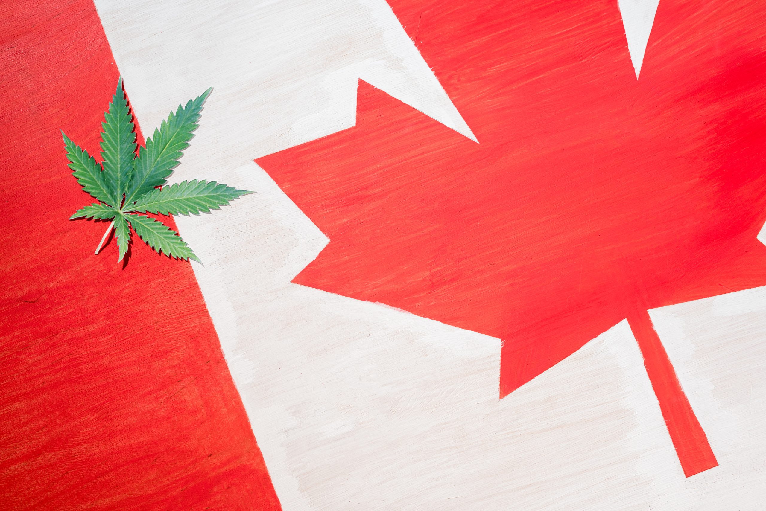 OCS CEO Optimism: The Future of Ontario’s Cannabis Industry