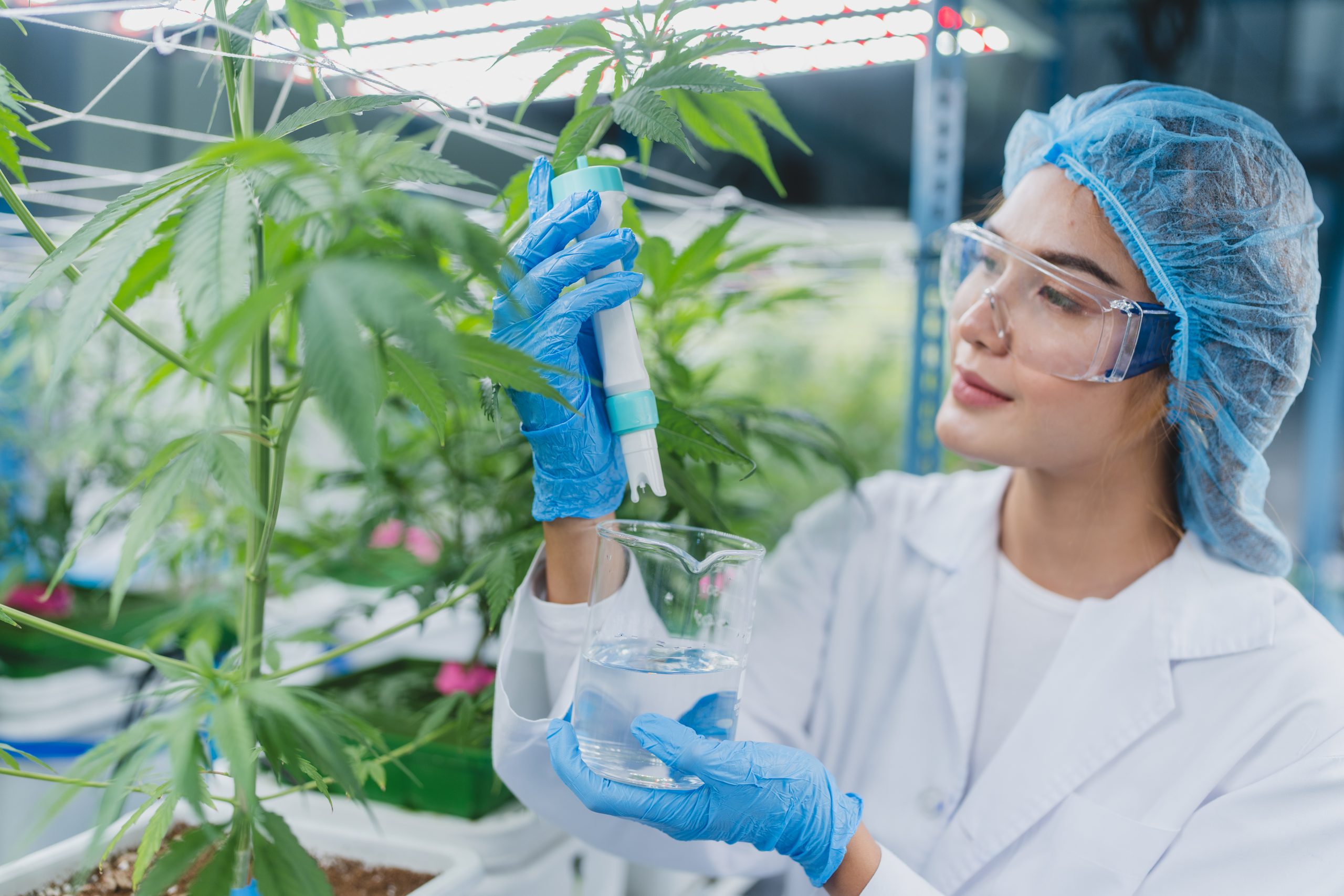 Women face gender bias in Canada’s cannabis industry