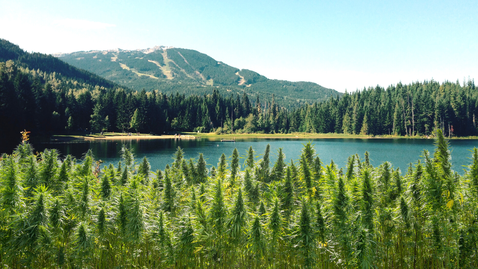 Whistler’s Cannabis Revolution is Here