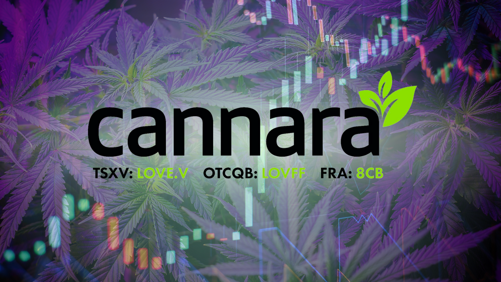 Canadian Cannabis Producer’s Q3 Surge